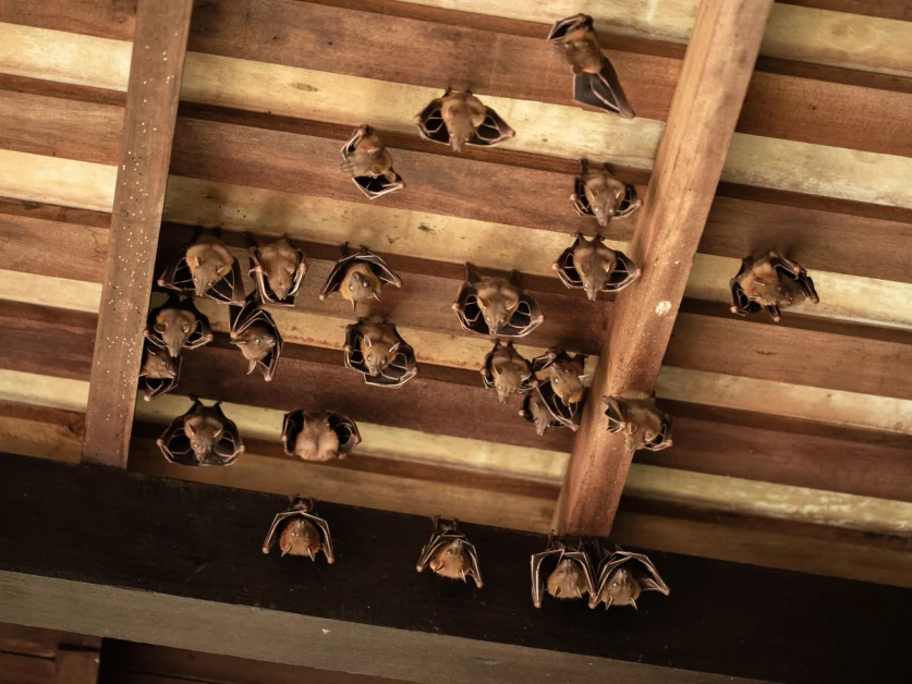 como remover morcegos do teto, sótão e porão