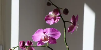 orquideas plantas e plantação