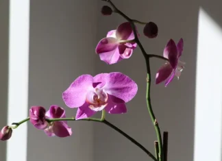 orquideas plantas e plantação