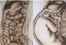 órgãos na gravidez