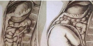 órgãos na gravidez
