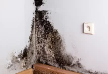 mold remediation