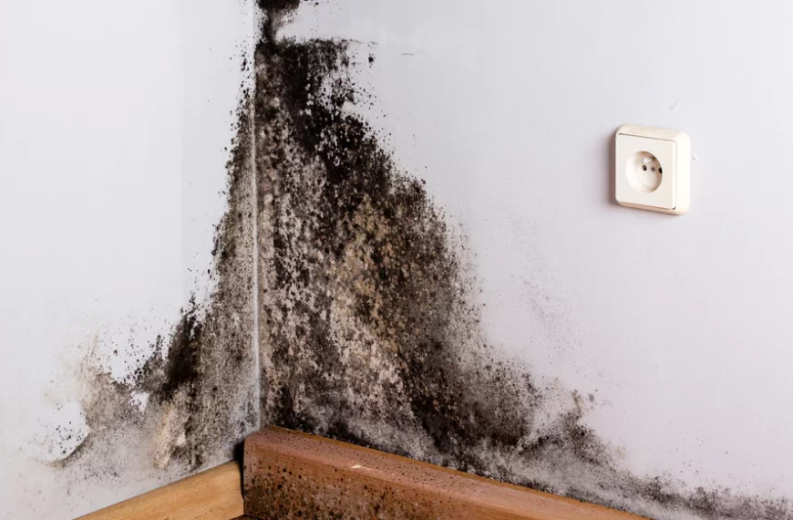 mold remediation